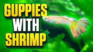 I Kept Guppies With ShrimpHeres What Happened In The Aquarium [upl. by Dehnel38]