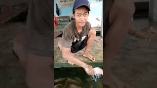 Penjualan ikan di pasar ikan Garongan turi ikan pasarikan kolamikan pasarikanmodern fishing [upl. by Annahc]