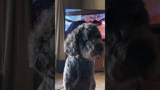 🤍🥰labradoodle dogbreed dog [upl. by Ingamar]