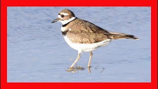 Killdeer Song Killdeer Call Killdeer Sound  Chorlo Gritón Canto  Charadrius Vociferus [upl. by Ahsitak143]