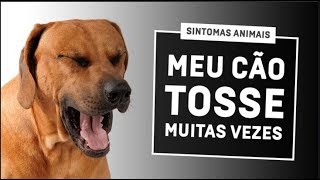 Cão Tossindo Demais Colapso de Traqueia Problemas no Coração Causa A Tosse [upl. by Lorilyn]