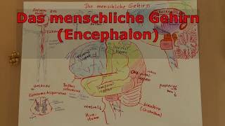 Das menschliche Gehirn Encephalon Neuroanatomie für Psychologen und Interessierte [upl. by Yllus938]