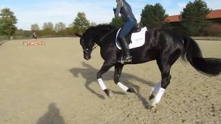 Ingrid Klimke offenes Training 1118 [upl. by Jordan]