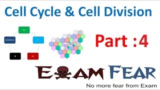 Biology Cell Cycle amp Cell Division part 4 Interphase  Cell cycle Phases CBSE class 11 XI [upl. by Yatnoed]