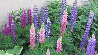 Growing Lupines A Beautiful Perennial for Your Early Summer Garden [upl. by Hali]