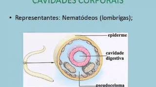 Aula de Biologia  Cavidades corporais simetria e metameria [upl. by Arundel]