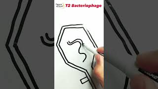 Shortcut drawing T2 Bacteriophage 😱😯 [upl. by Nesral479]