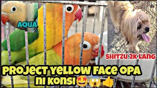 bocaue petmarketproject yellow face opa ni boss aljonshitzu 2k lang sobrang mura150 me bird kan😱 [upl. by Berthe]