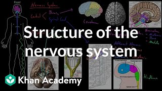 Structure of the nervous system  Organ Systems  MCAT  Khan Academy [upl. by Solorac]