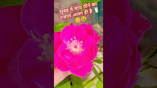 Har pal mere hotho ke pass hai love song naturalloveshortvideos popularsong 😐😎😊💞😘 [upl. by Isiah]