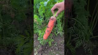 Carrots are mature carrot planting and spreading agricultural knowledge to spread positive energy [upl. by Anahcar]