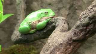 Mexican Dumpy Tree Frogs  Colorful Rainforest frogs [upl. by Marcelo461]