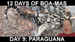 12 Days of BOAMAS Day 9 Paraguana Peninsula Paraguanera Boa [upl. by Annekcm]