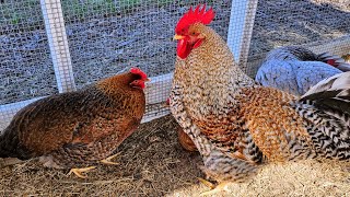 Bielefelder Hens and Rooster  A Beautiful Breed 🐓 [upl. by Harsho]