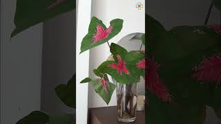 Growing Caladiums in Water caladium propagation [upl. by Adnorat]