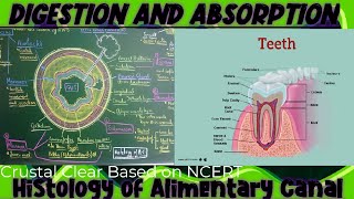 DIGESTION AND ABSORPTION 02Histology of Alimentary canal  Teeth biology physicswallahbiology [upl. by Octavius]