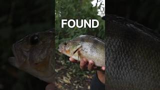 FISHING FOR PERCH WITH LURES perchfishing lurefishinguk [upl. by Inaja]