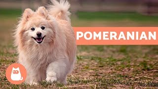 All About the POMERANIAN  Characteristics and Care [upl. by Chon]