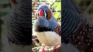 Zebra Finch male Singing  Bird Sounds bird birds birdsounds [upl. by Aarika]