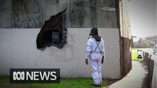 Warrnambools wombat street art is a happy accident [upl. by Quartus]