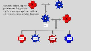 Résoudre un exercice de génétique [upl. by Etsyrk]