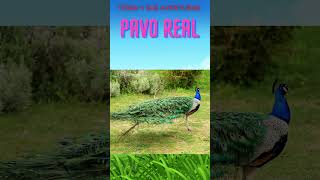 EL PAVO REAL aves aprender niños [upl. by Girardo]