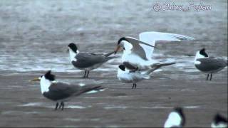 ChinaFujianMinjiankouChinese Crested Tern201105mating [upl. by Nelloc890]