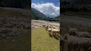 Trip to Sangti Valley and Dirang  Arunachal Pradesh shorts travel [upl. by Dreyer]