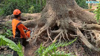 Easily broken  Cutting down large dangerous trembesi trees [upl. by Echikson]