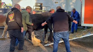 Pferdetransporter warten Zuidlaardermarkt NL wohin geht die Reise 17 102023 [upl. by Miof Mela]