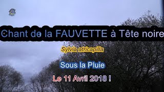 FAUVETTE à Tête noireChantPluieVent  BRUITX [upl. by Sollows]