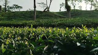 Ispahani tea Garden Srimangal [upl. by Nimar107]