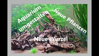 Aquarium umgestalten  Pflanzen und Wurzel einsetzen [upl. by Peddada]