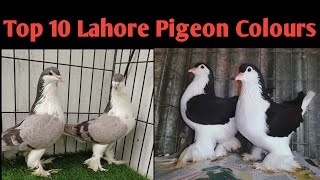 Top 10 Different Colours Labore Pigeons  Fancy pigeons 2024 [upl. by Curr403]