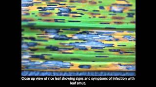 Rice Diseases Leaf Smut [upl. by Dlanigger]