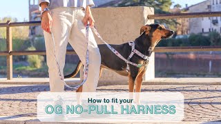 How to Fit Your Stylish Hound OG NoPull Harness [upl. by Attej]