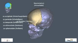 Neuro und Viscerocranium [upl. by Asira]