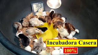 Incubadora Casera Para Huevos de Gallina  Polluelos que Nacen en un Recipiente de Plástico [upl. by Conyers]