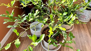 Kaffir lime leave harvesting gardening propogation satisfying plants [upl. by Oetam]