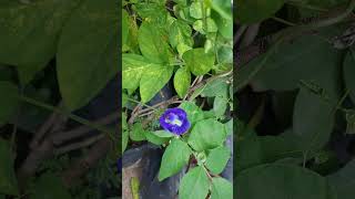 ShankhpushpAparajita plant plant plants flower flowers trending shortsgarden [upl. by Howlyn]