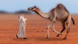 Camel Found Its Owner After Years And Hugged Him Very Emotional [upl. by Ardiek]