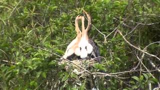 Baby Anhinga FeedingOuch [upl. by Mundy]