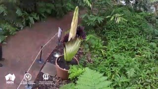 Timelapse  Titan Arum blooms in Adelaide Botanic Garden [upl. by Oinotna]