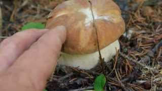 Porcini boletus edulis Washington state 2013 [upl. by Shantha229]