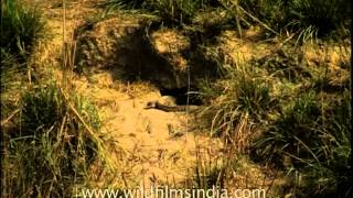 Monitor lizard in hole [upl. by Tohcnarf847]