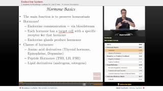 quotEndocrine Systemquot  Anatomy amp Physiology with Educatorcom [upl. by Paterson]