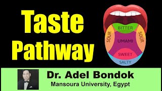 Taste Pathway Dr Adel Bondok [upl. by Cathi]