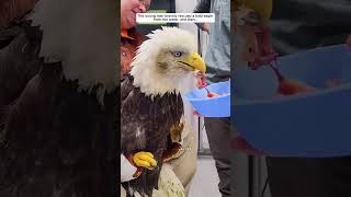 This man bravely rescued a bald eagle from the water eagle birds short [upl. by Minnie]