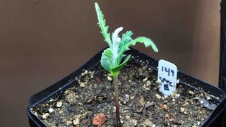 Banksia  How to germinate from seed and grow australian banksia [upl. by O'Gowan]