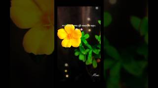 Bataye ye kabhi na tu bhulna💚💛song flower love shortvideo viralvideo [upl. by Ranger]